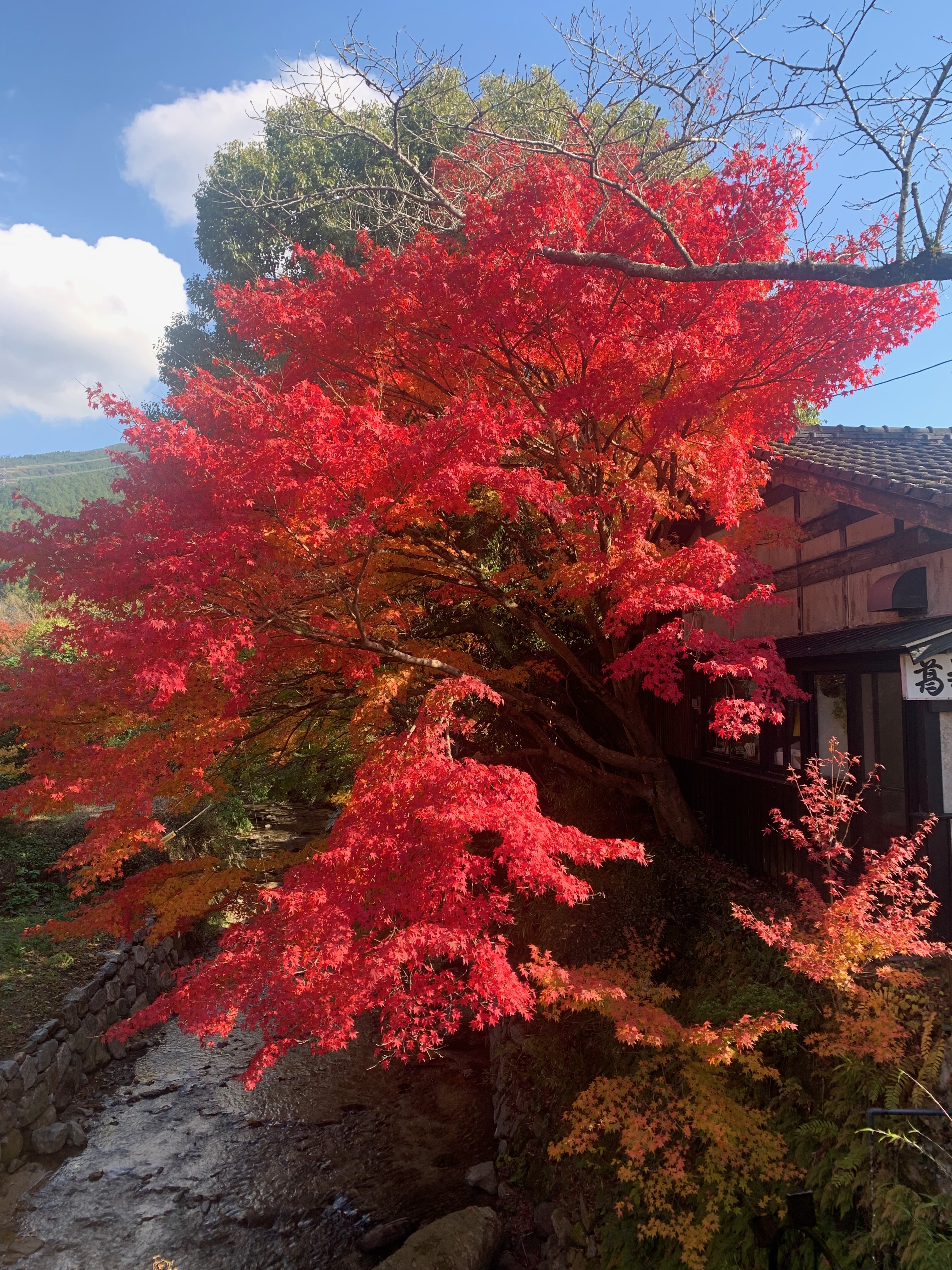koyo